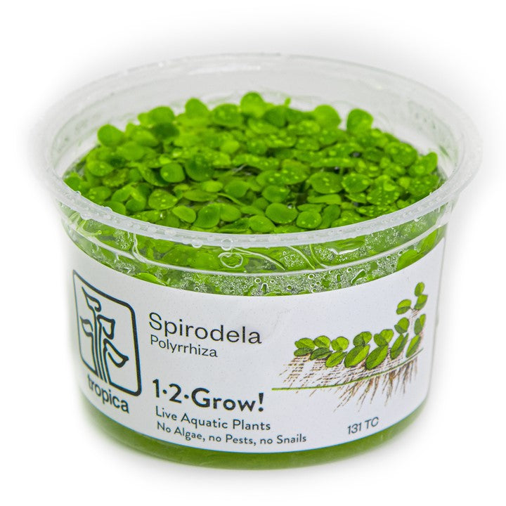 Tropica Spirodela polyrrhiza