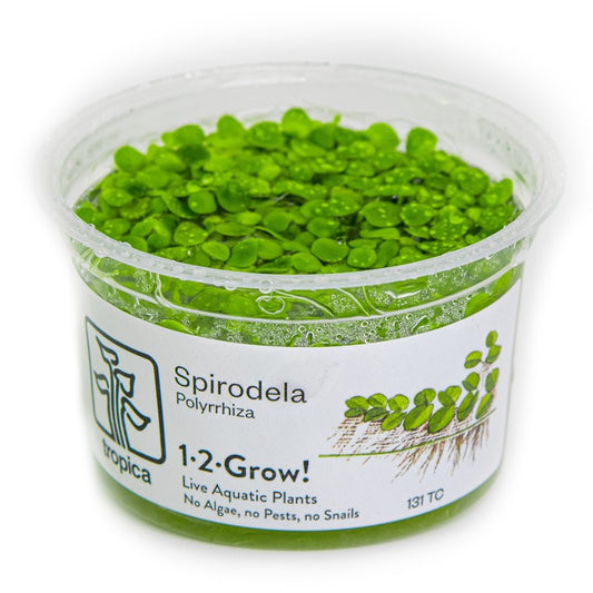 Tropica Spirodela polyrrhiza