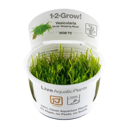 Tropica Vesicularia ferriei "weeping Moss"
