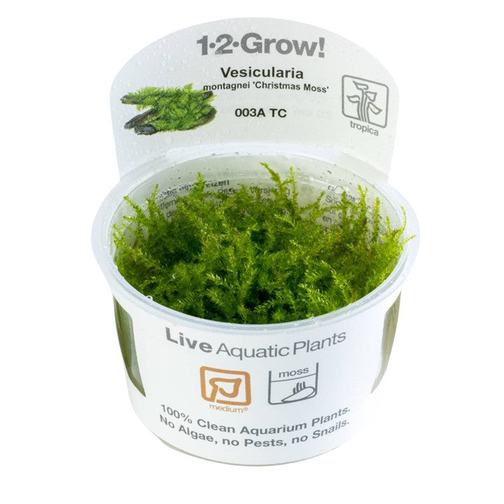 Tropica Vesicularia montagnei "Christmas Moss"