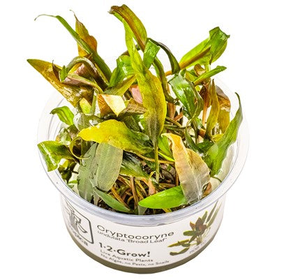 Cryptocoryne Undulata "Broad Leaf"