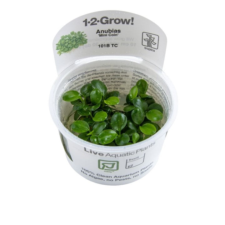 Tropica Anubias barteri "mini coin"