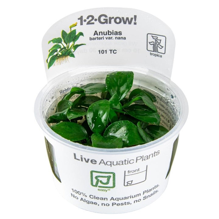 Tropica Anubias barteri nana