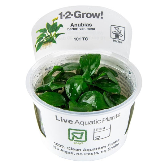 Tropica Anubias barteri nana
