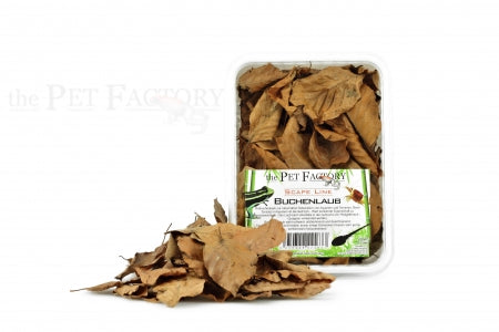 Feuille de hêtre