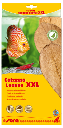 Sera Catappa XL