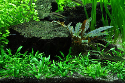 Tropica Cryptocoryne Parva 2