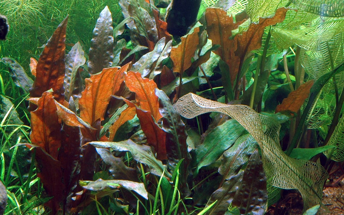 Tropica Cryptocoryne wendtii "mi oya" 2