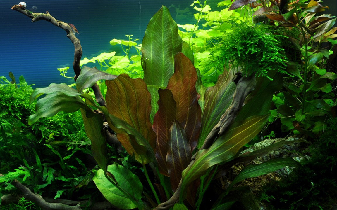 Tropica Echinodorus "reni" 2