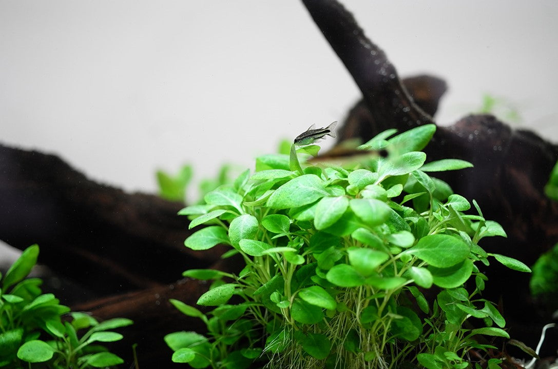 Tropica Lobelia cardinalis "mini" 2