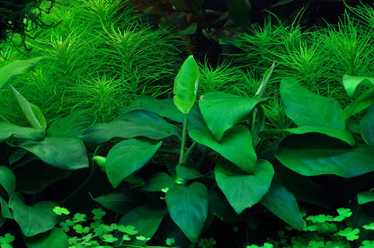 Tropica Anubias barteri nana 2