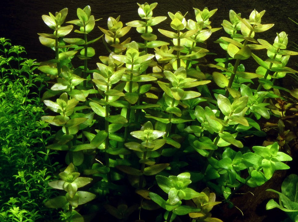 Tropica Bacopa caroliniana 2