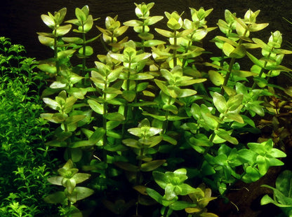 Tropica Bacopa caroliniana 2