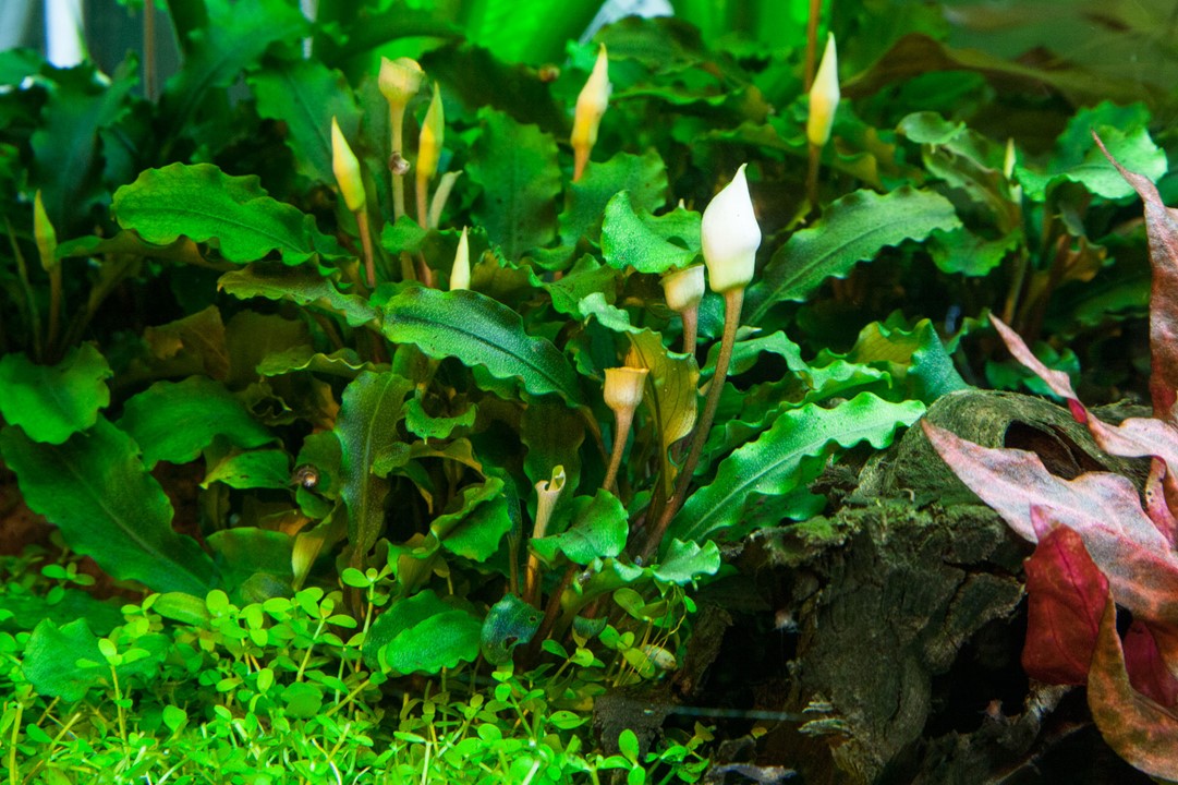 Tropica Bucephalandra Pygmaea "bukit kelam" 2