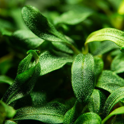 Tropica Bucephalandra sp. "Needle Leaf" 2