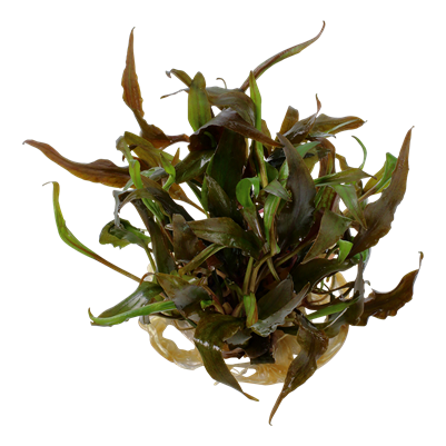 Cryptocoryne Undulata "Broad Leaf" 2