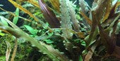 Tropica Cryptocoryne undulata " Broad Leaf" 2