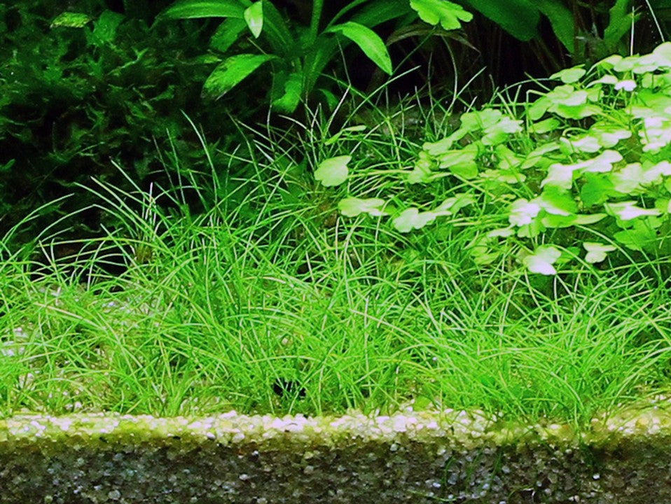 Tropica Eleocharis acicularis 2