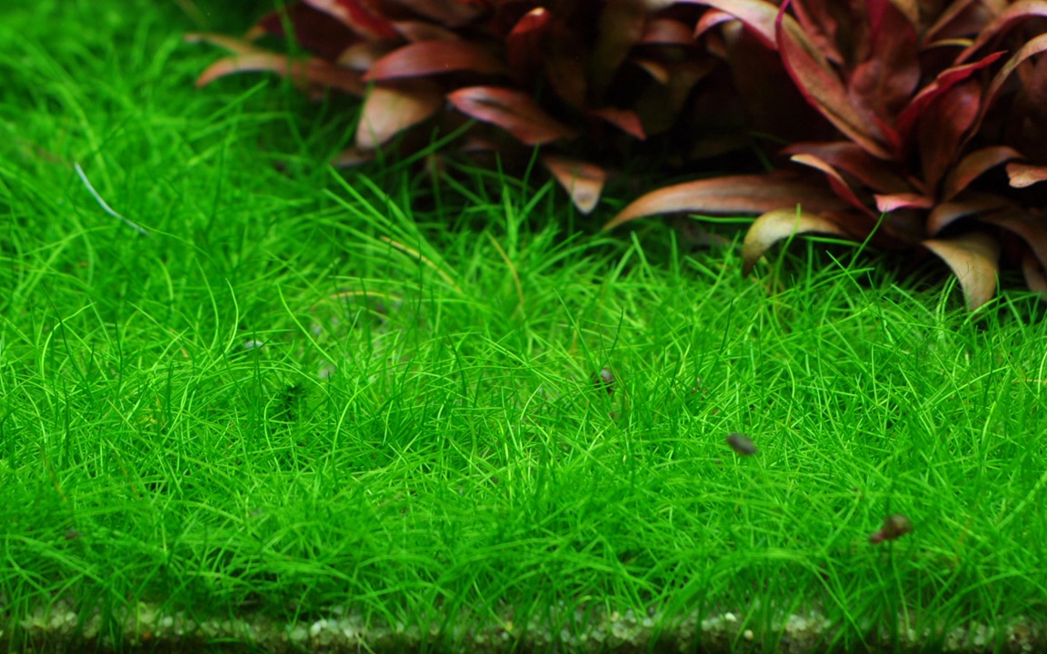 Tropica Eleocharis pusilla "mini" 2
