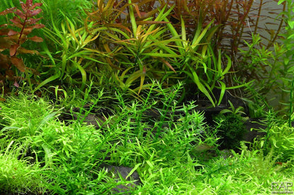 Tropica Gratiola viscidula 2