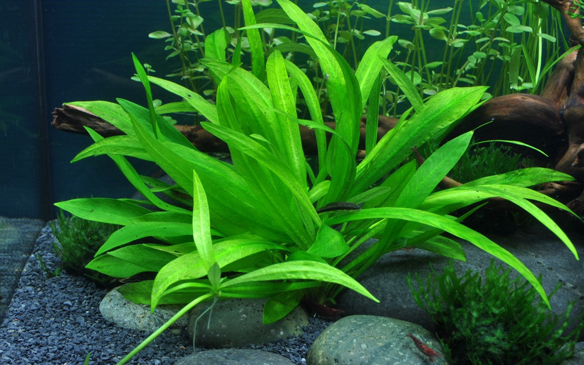 Tropica Helanthium "quadricostatus" 2