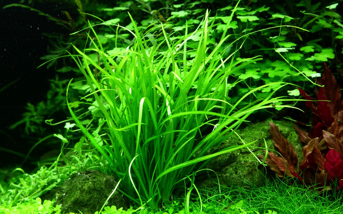 Tropica Helanthium tenellum "green" 2