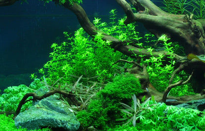 Tropica Hemianthus micranthemoides 2