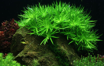 Tropica Heteranthera zosterifolia 2