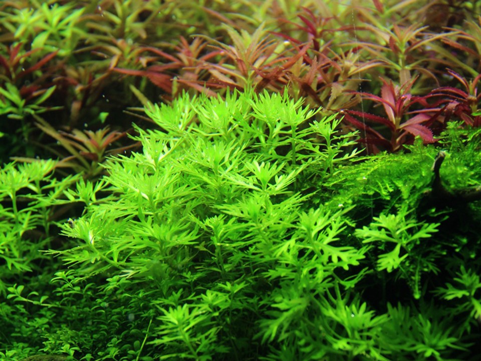 Tropica Hottonia  palustris 2