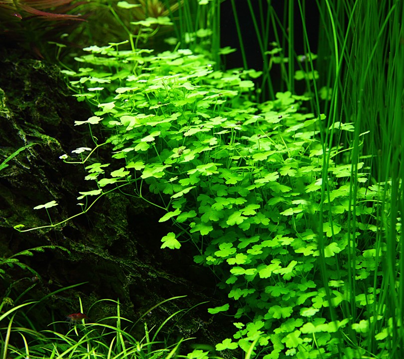 Tropica Hydrocotyle tripartita 2