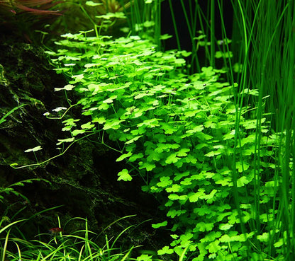 Tropica Hydrocotyle tripartita 2