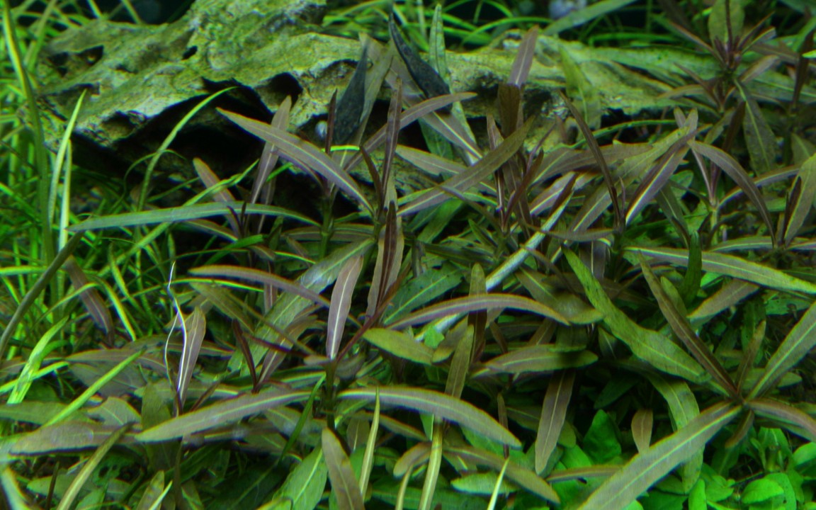 Tropica Hygrophila lancea "araguaia" 2