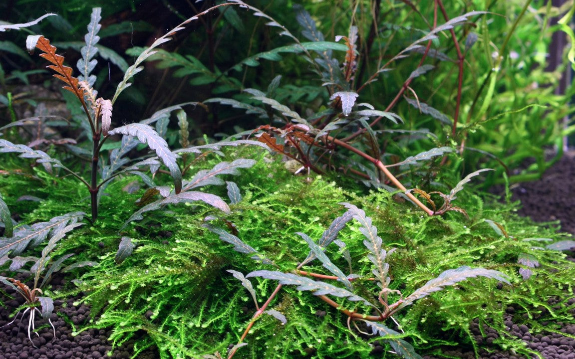 Tropica Hygrophila pinnatifida 2