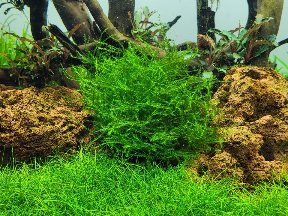 Tropica Leptodictyum riparium 2