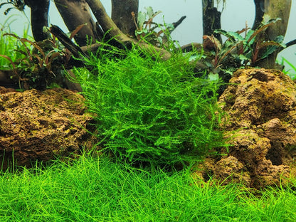 Tropica Leptodictyum riparium 2