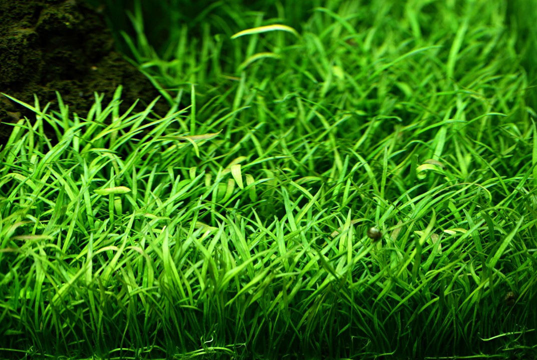 Tropica Lilaeopsis brasiliensis 2