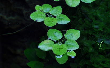 Tropica Limnobium Laevigatum 2