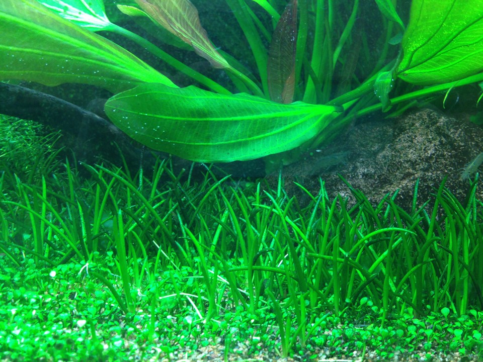 Tropica Littorella uniflora 2