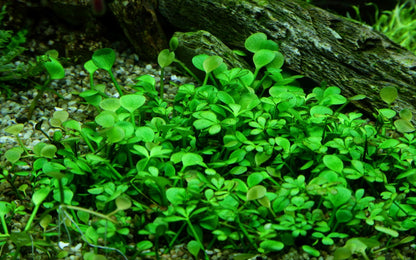 Tropica Marsilea hirsuta 2