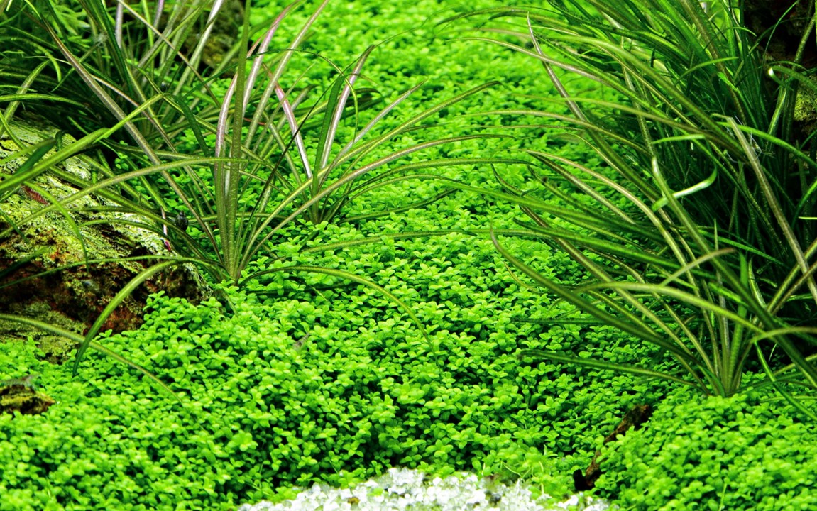 Tropica Micranthemum callitrichoides "cuba" 2