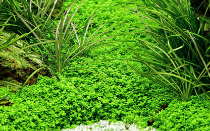 Tropica Micranthemum callitrichoides "cuba" 2