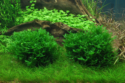 Tropica Monosolenium tenerum 2