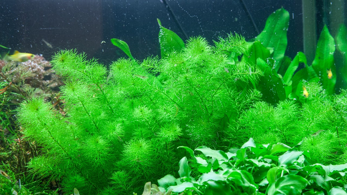 Tropica Myriophyllum sp. "guyana" 2