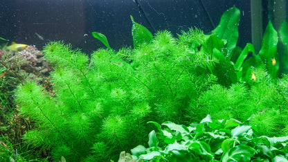 Tropica Myriophyllum sp. "guyana" 2