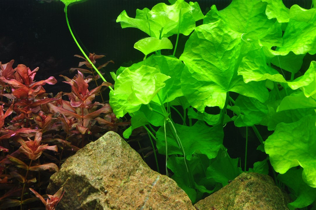 Tropica Nymphoides hydrophylla "taiwan" 2