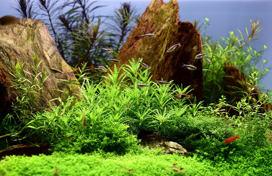 Tropica pogostemon helferi 2