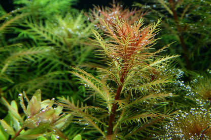 Tropica proserpinaca palustris "cuba" 2