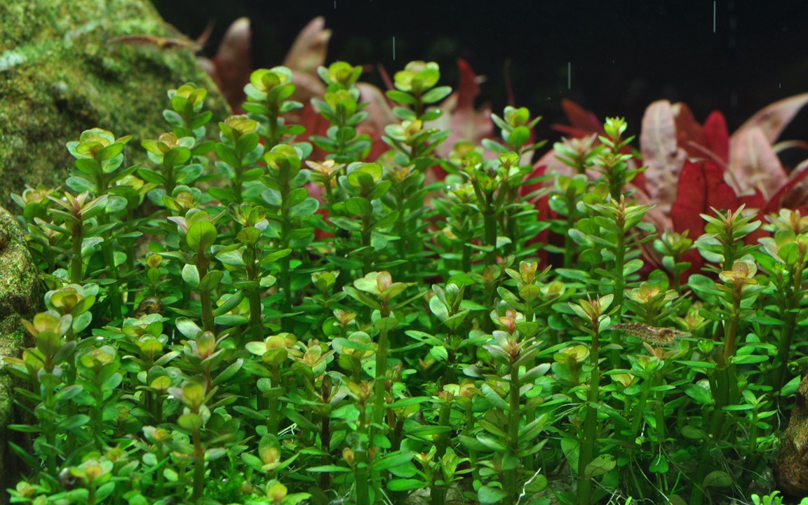 Tropica Rotala indica "bonsai" 2