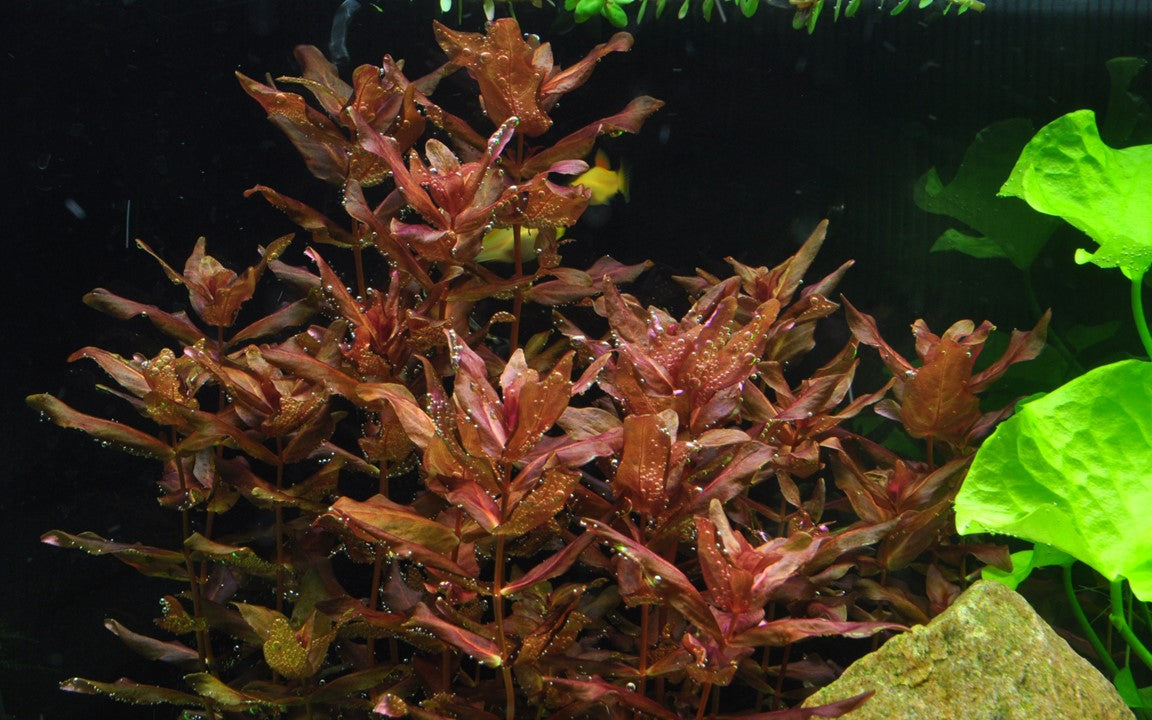Tropica Rotala macrandra 2