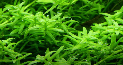 Tropica Rotundifolia "green" 2